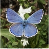 polyommat bellargus male7 don1